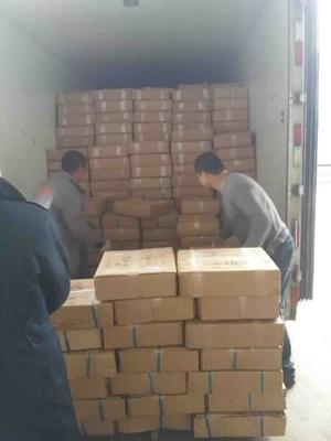 吳中區(qū)搬運裝卸服務(wù)優(yōu)選指南 專業(yè)、高效、一呼百應(yīng)